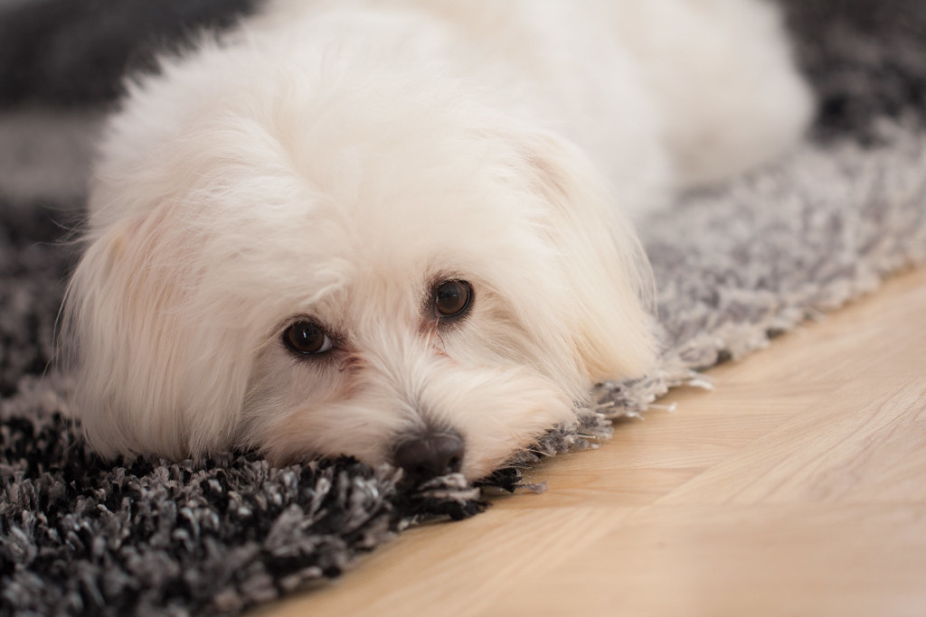 Small white dog on carpet looking at camera.